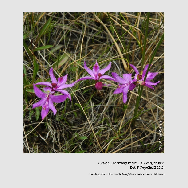  Calopogon tuberosus