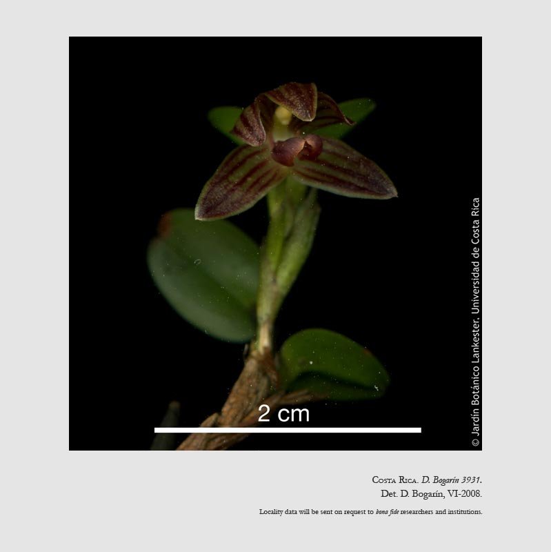 Camaridium aurantiacum