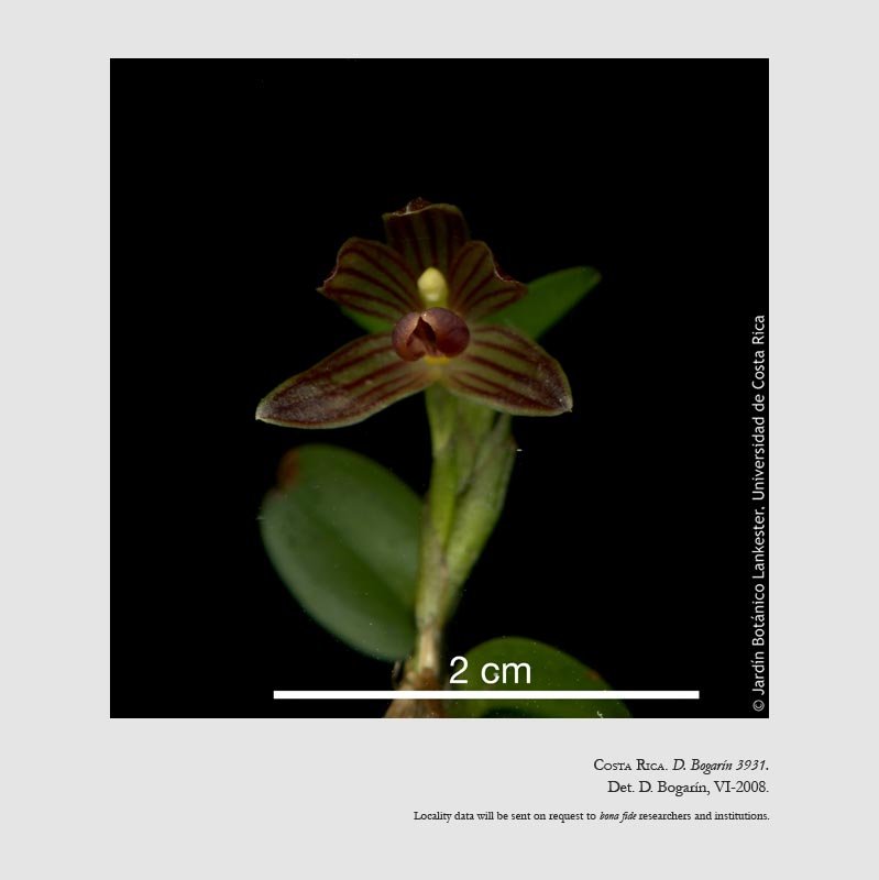 Camaridium aurantiacum