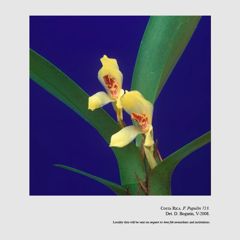 Camaridium bracteatum