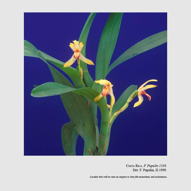 Camaridium bracteatum