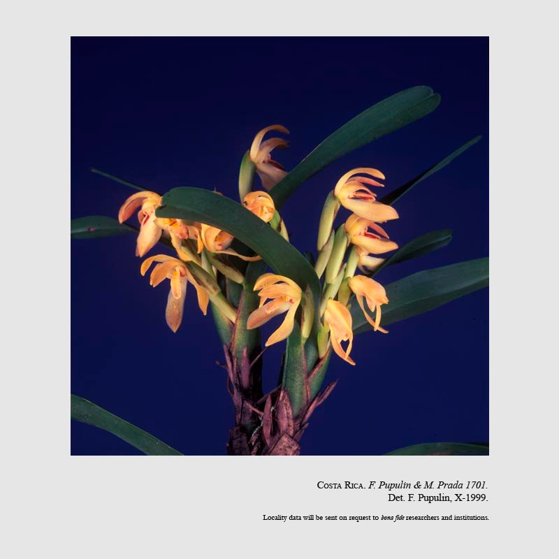 Camaridium bracteatum