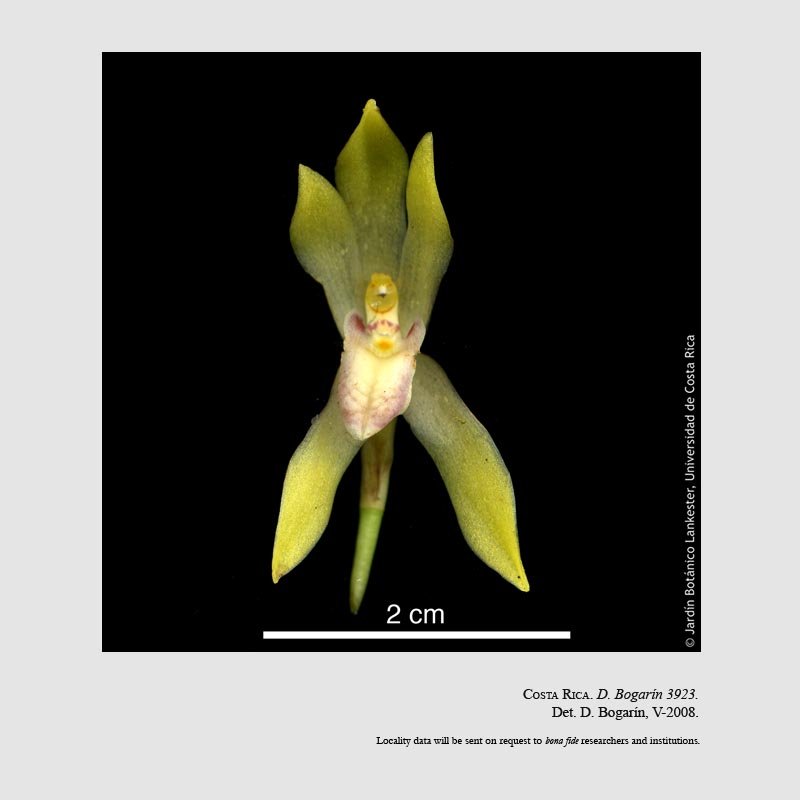 Camaridium bracteatum