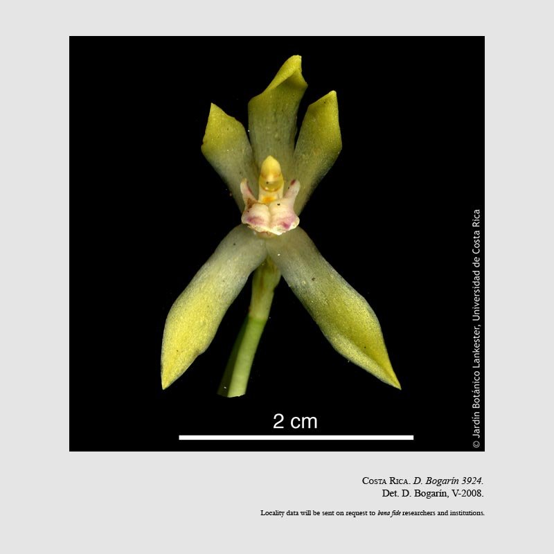 Camaridium bracteatum