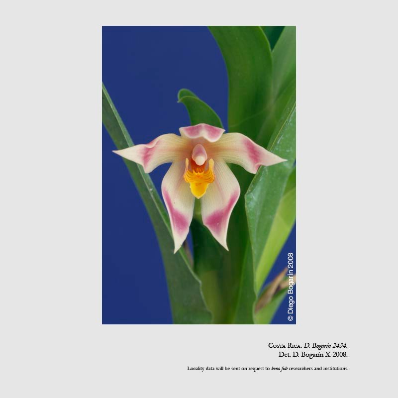 Camaridium bradeorum