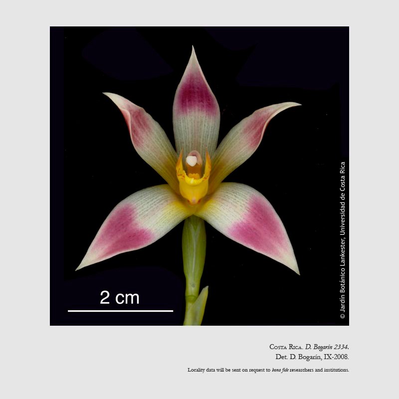 Camaridium bradeorum