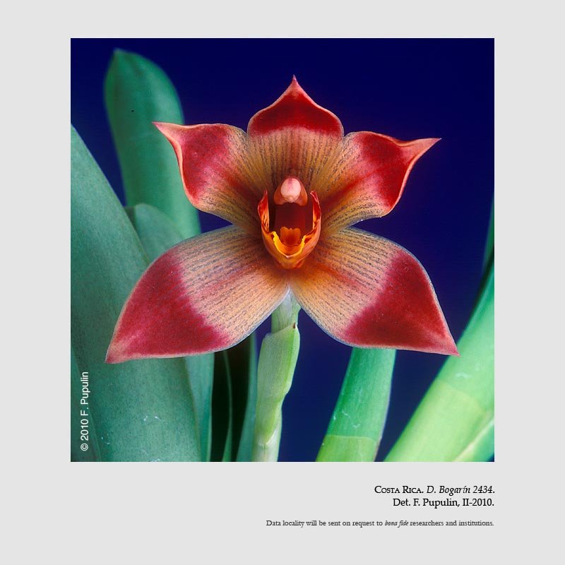 Camaridium bradeorum