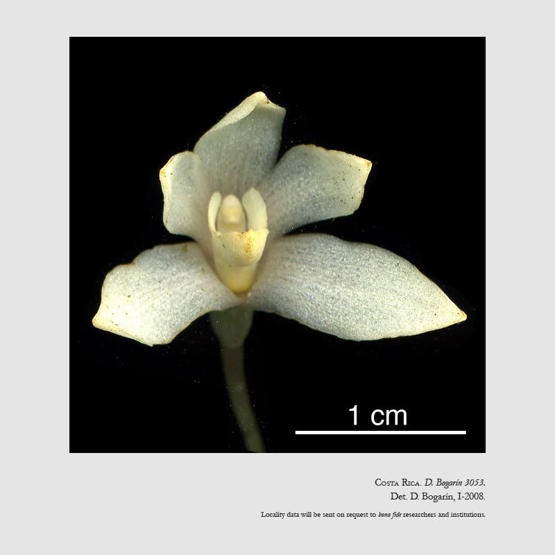 Camaridium brenesii