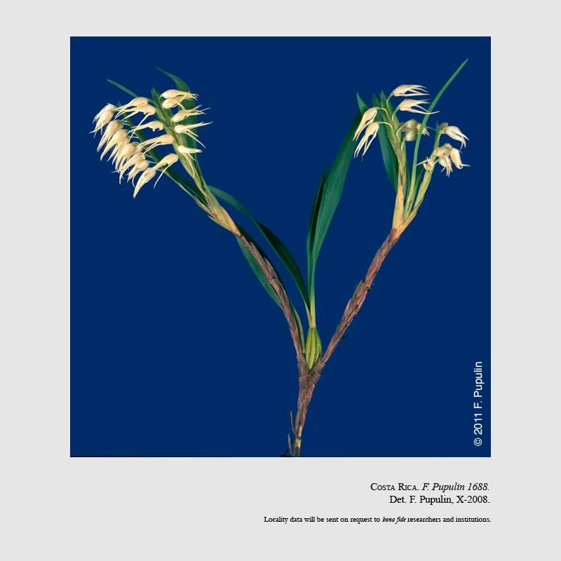 Camaridium ctenostachys