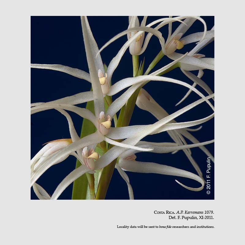 Camaridium ctenostachys