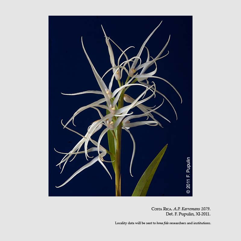 Camaridium ctenostachys