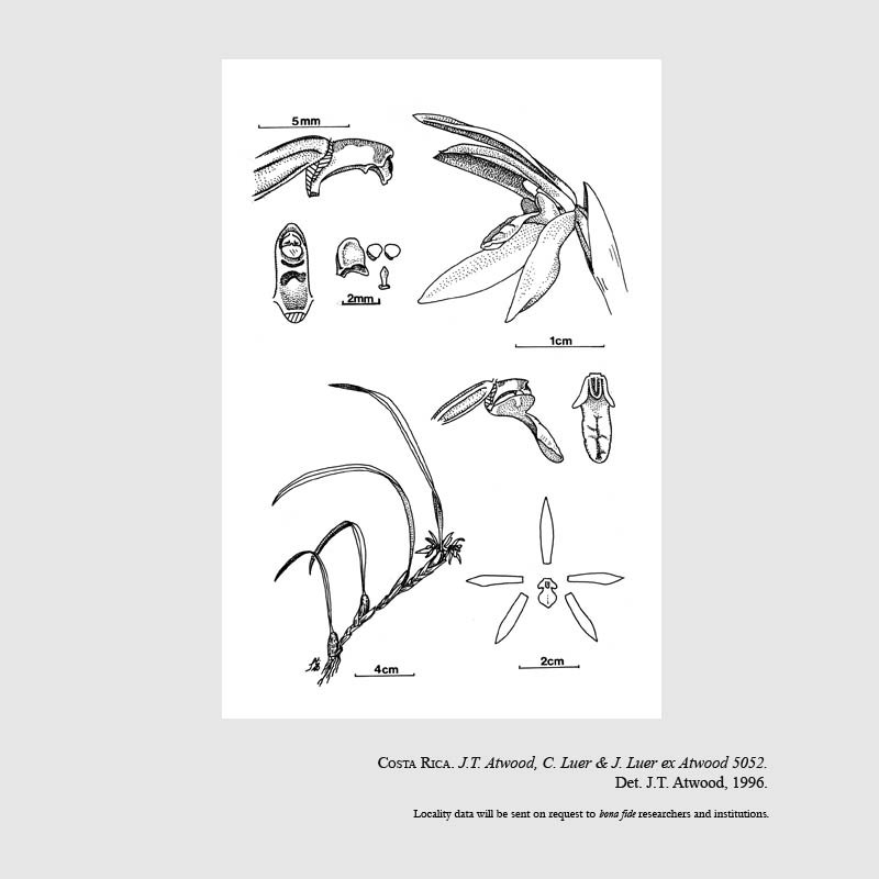 Camaridium gomezianum