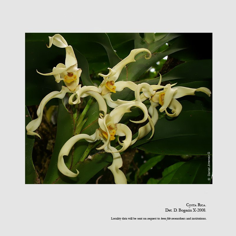 Camaridium inauditum