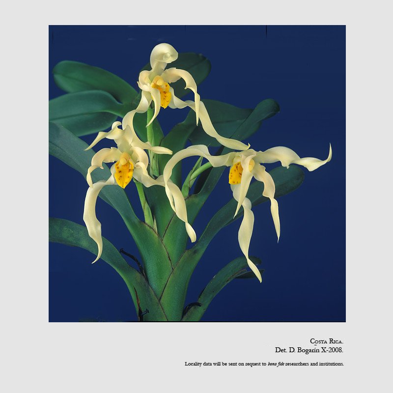 Camaridium inauditum