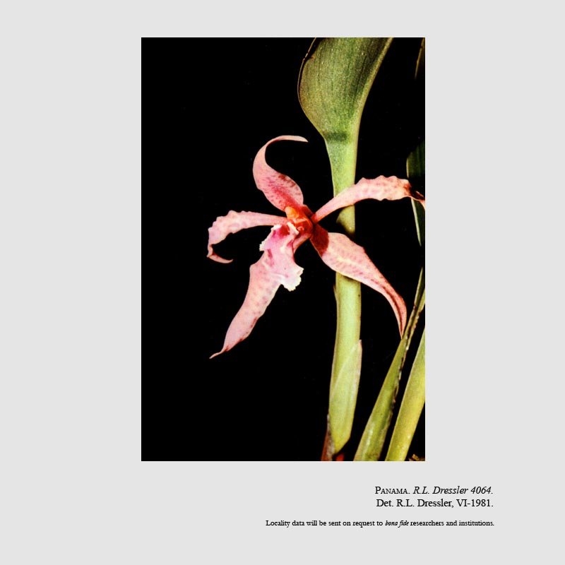 Camaridium insolitum