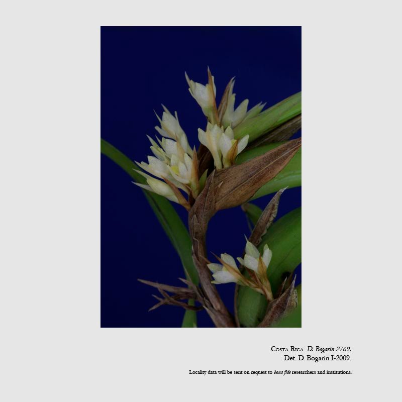 Camaridium micranthum
