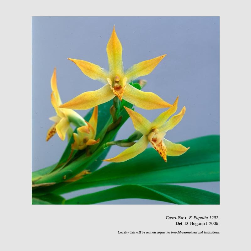 Camaridium nutantiflorum
