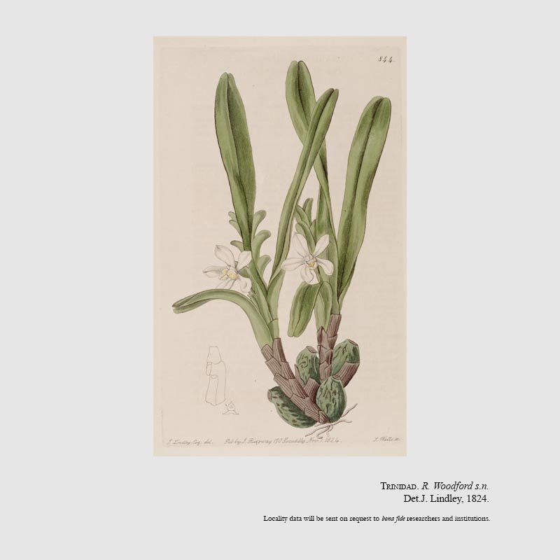 Camaridium ochroleucum