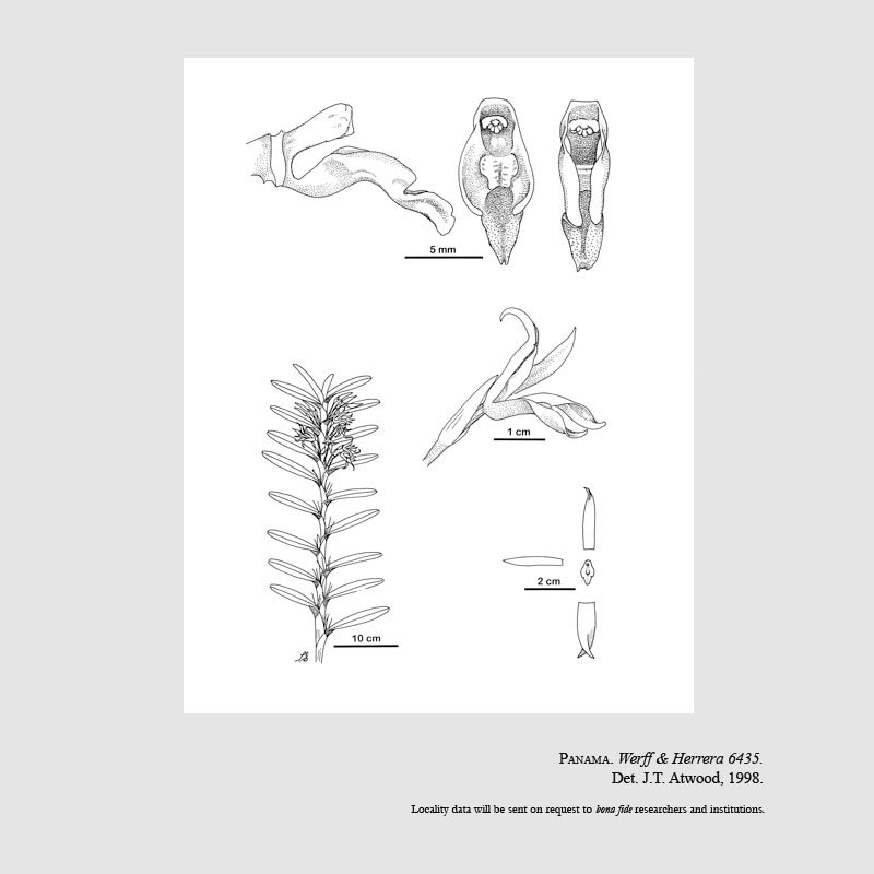 Camaridium synsepalum