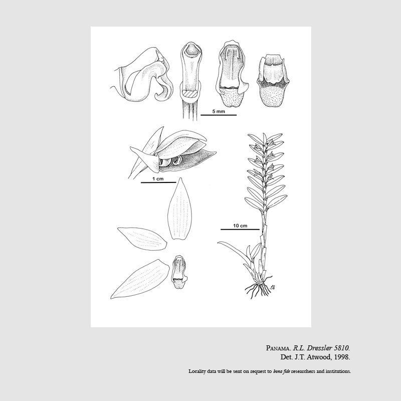 Camaridium tricarinatum