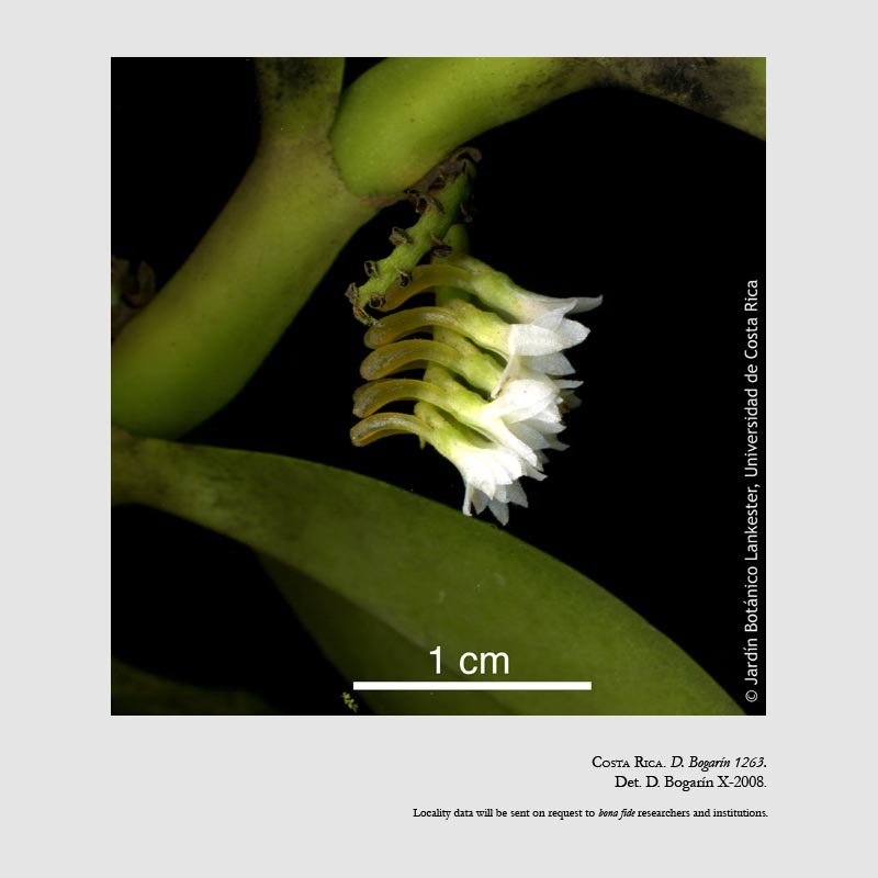 Campylocentrum micranthum