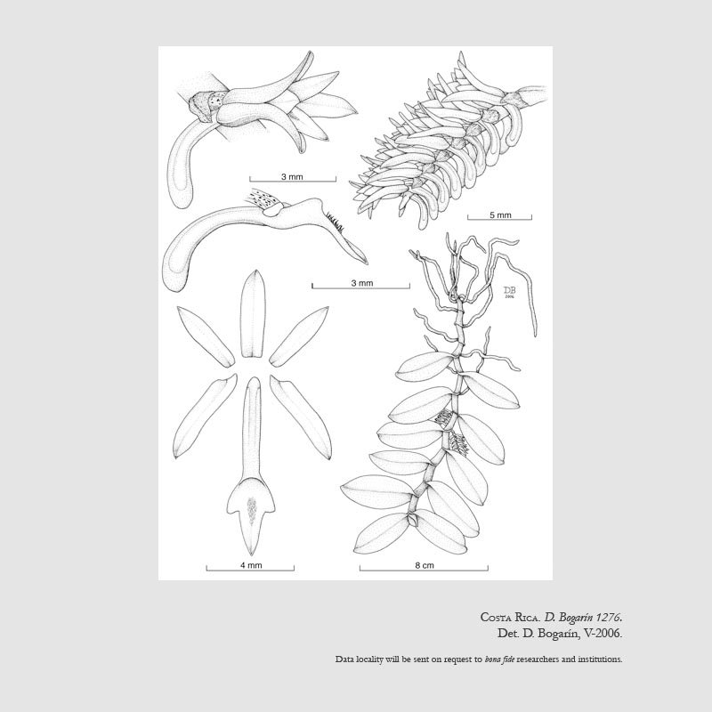 Campylocentrum micranthum