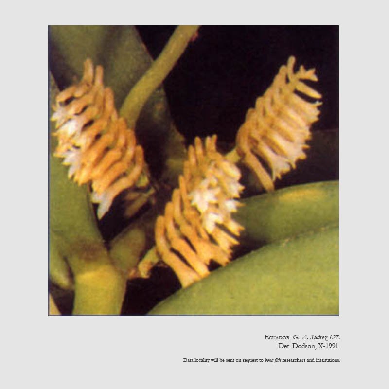 Campylocentum puyense