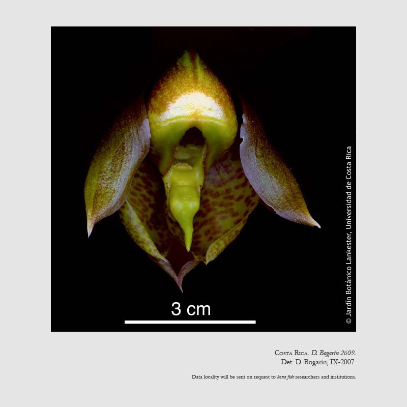 Catasetum maculatum
