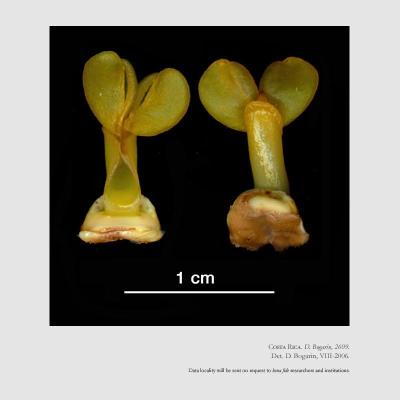 Catasetum maculatum