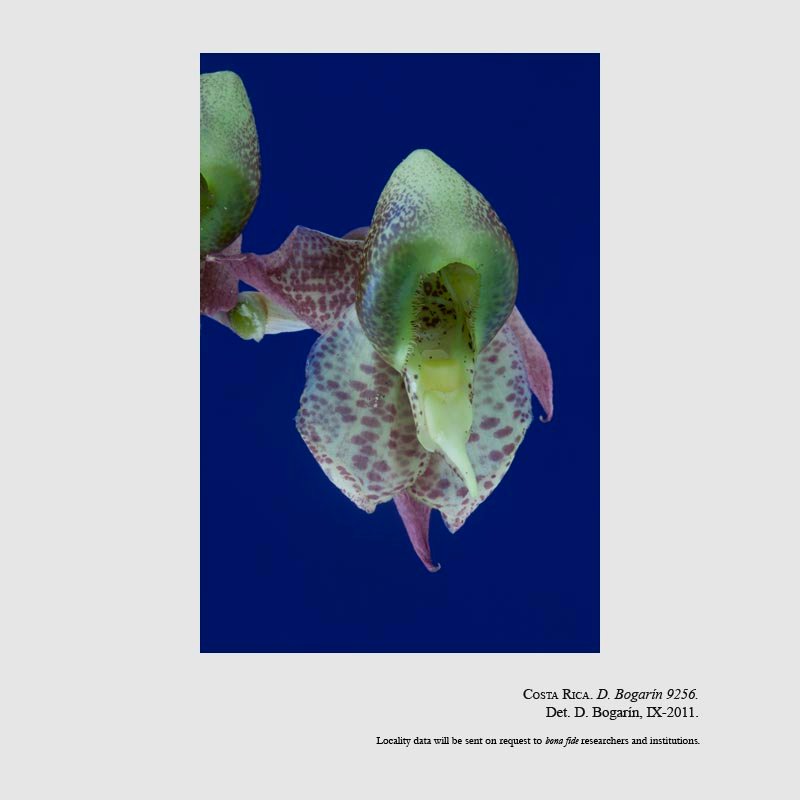Catasetum maculatum