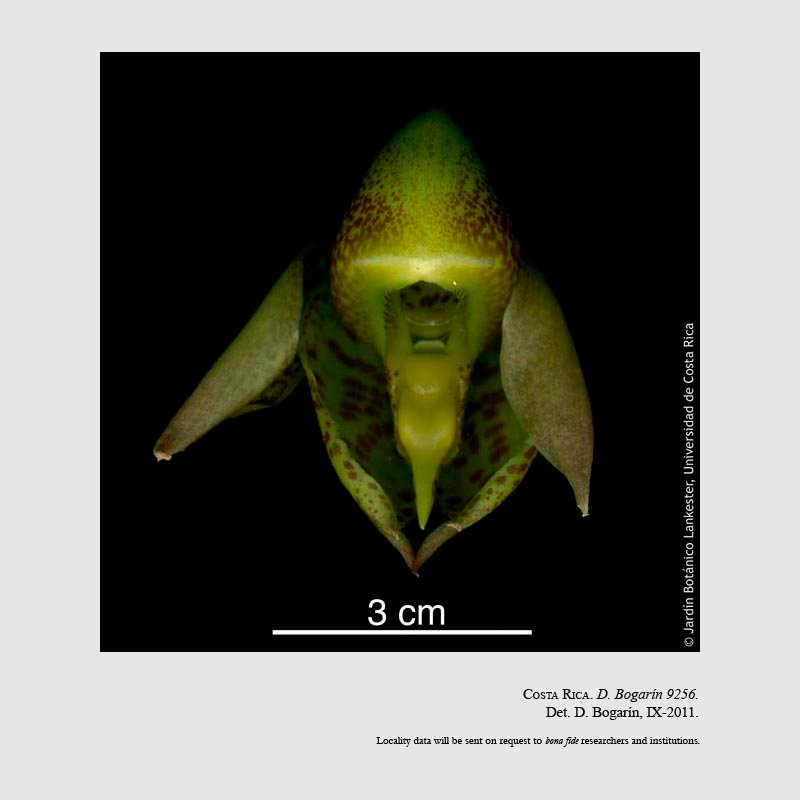 Catasetum maculatum