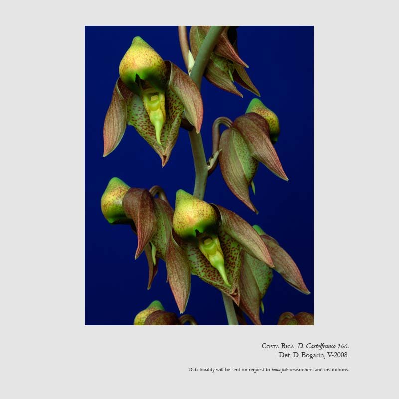Catasetum maculatum