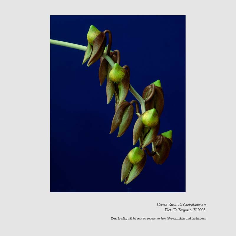 Catasetum maculatum