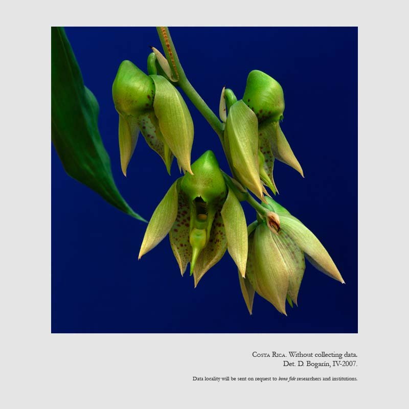 Catasetum maculatum