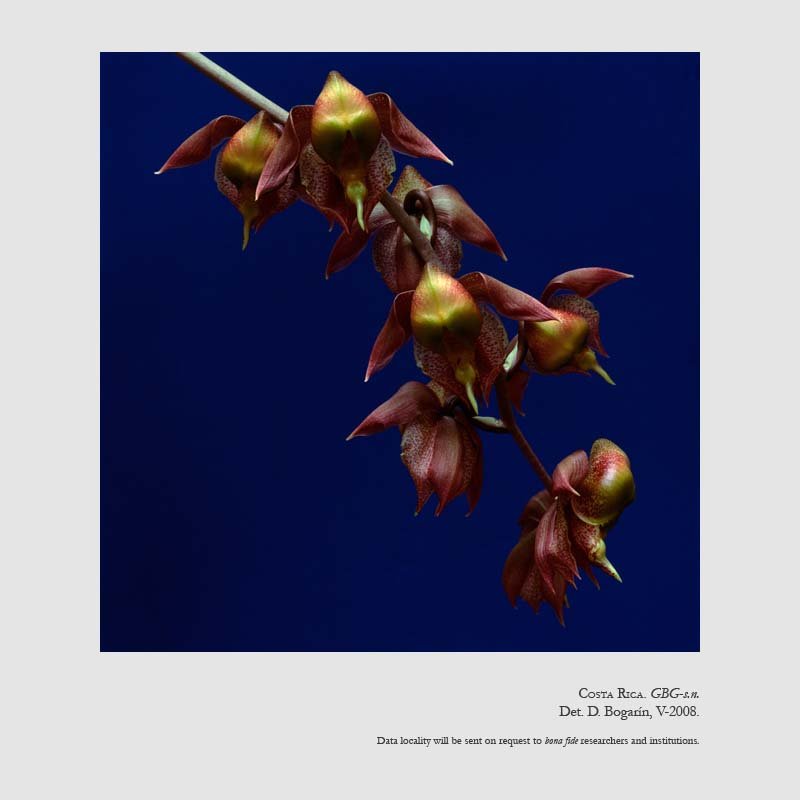 Catasetum maculatum