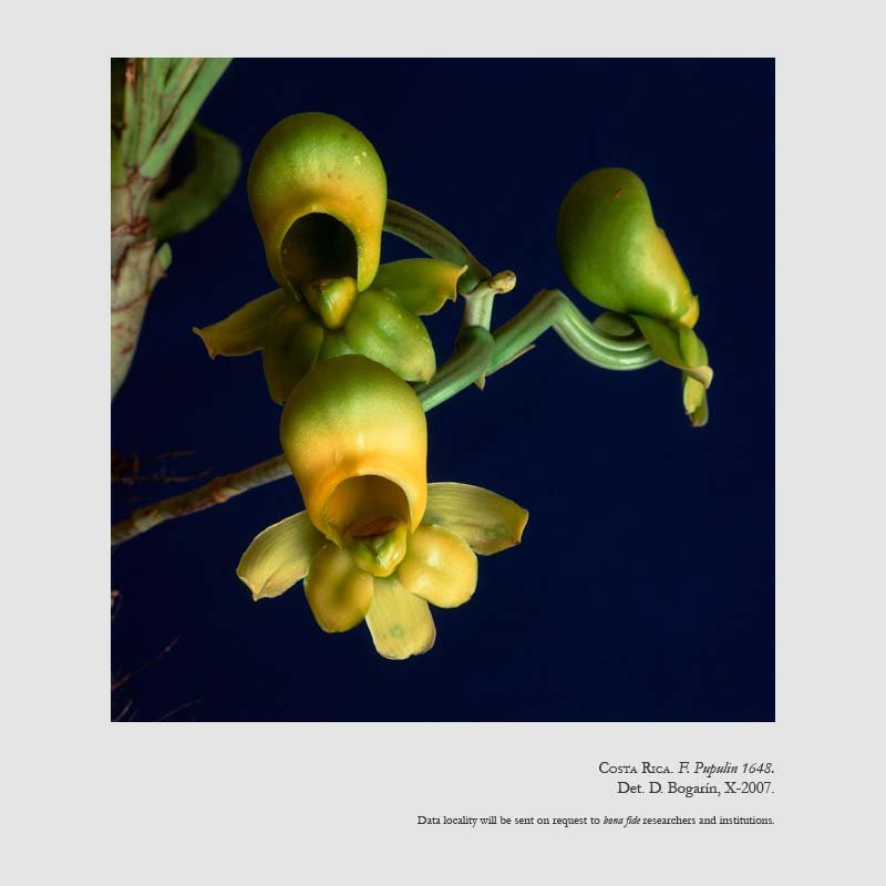 Catasetum maculatum