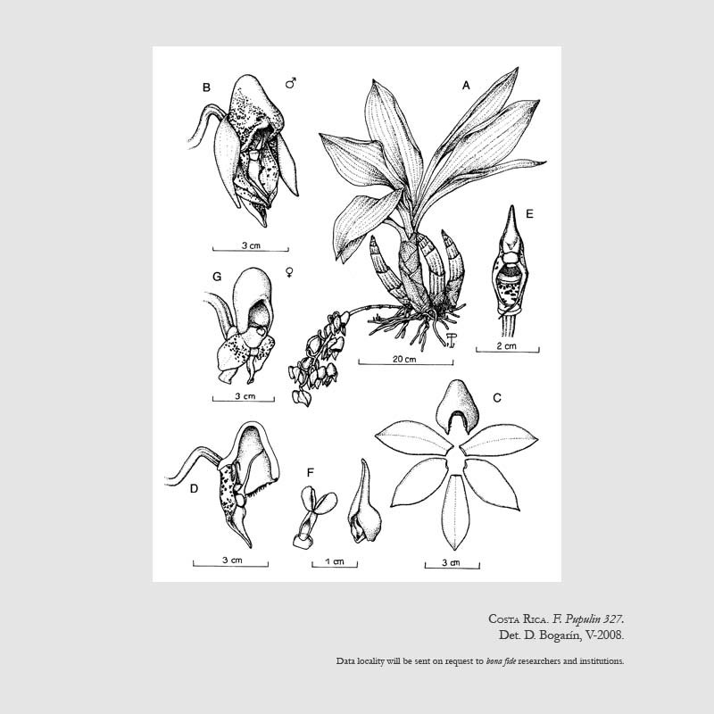 Catasetum maculatum