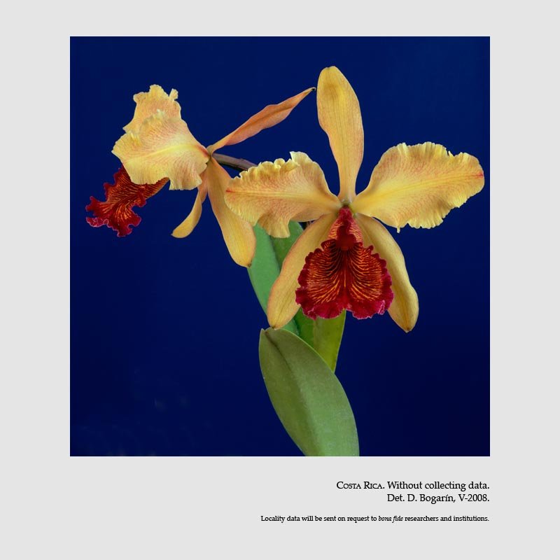 Cattleya dowiana