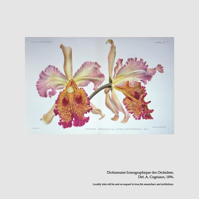 Cattleya dowiana