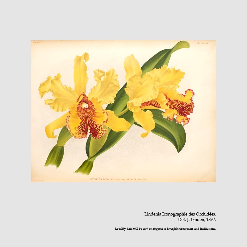 Cattleya dowiana