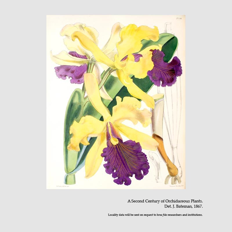 Cattleya dowiana
