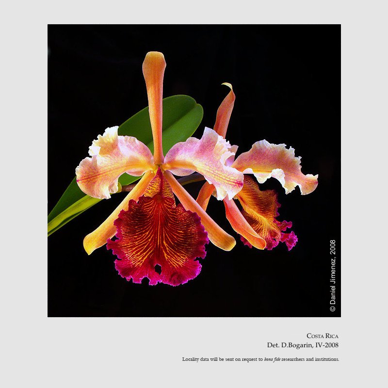 Cattleya dowiana