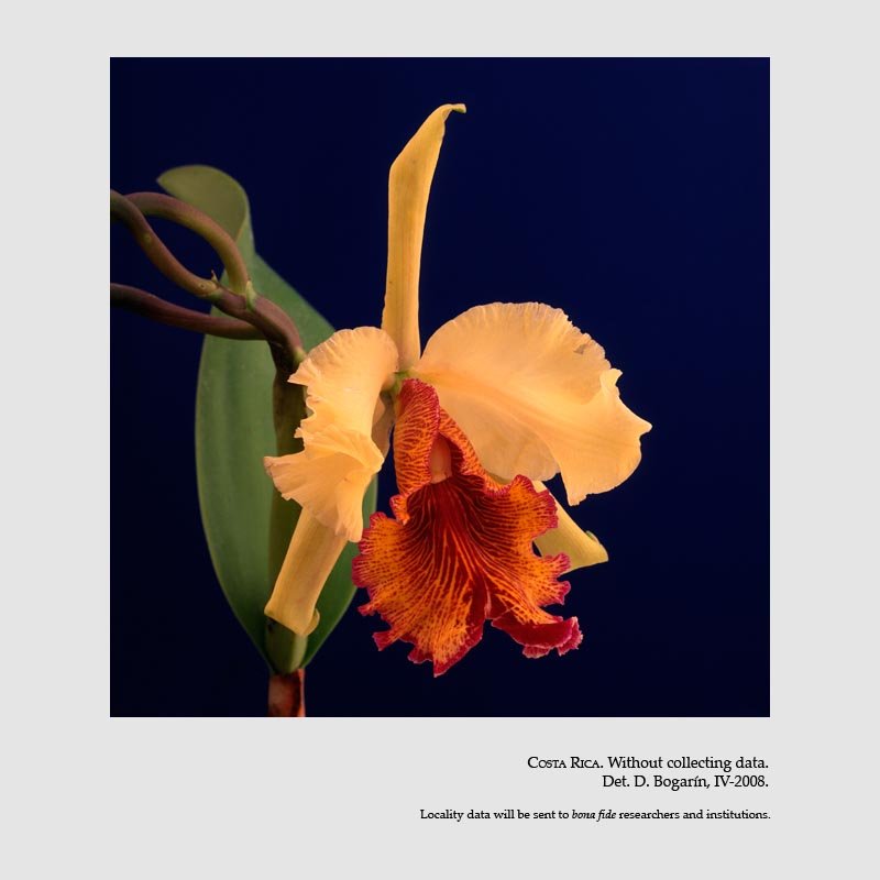 Cattleya dowiana