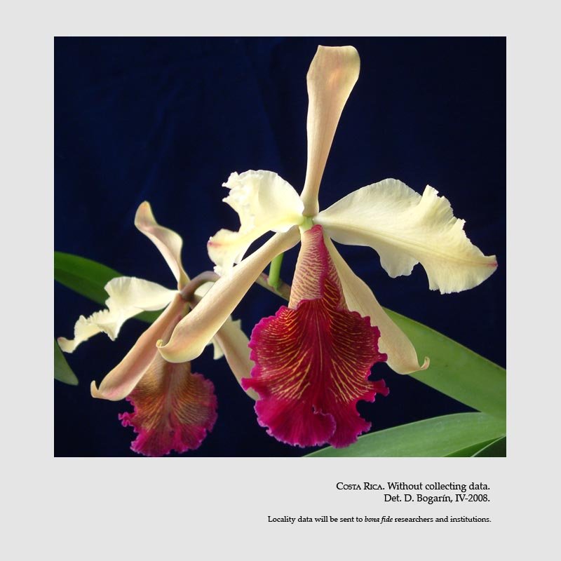 Cattleya dowiana