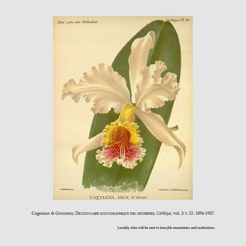 Cattleya rex