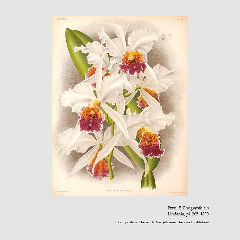 Cattleya rex