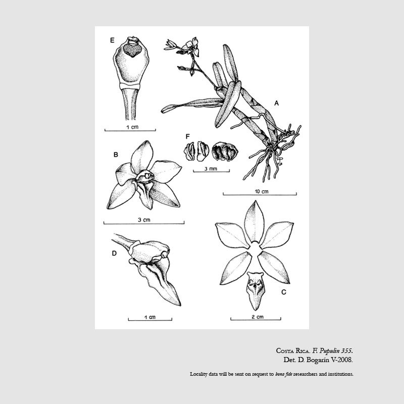 Caularthron bilamellatum