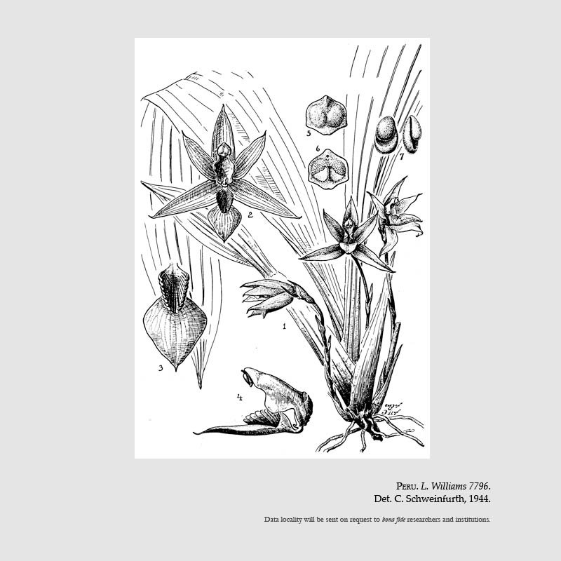 Chaubardia heteroclita