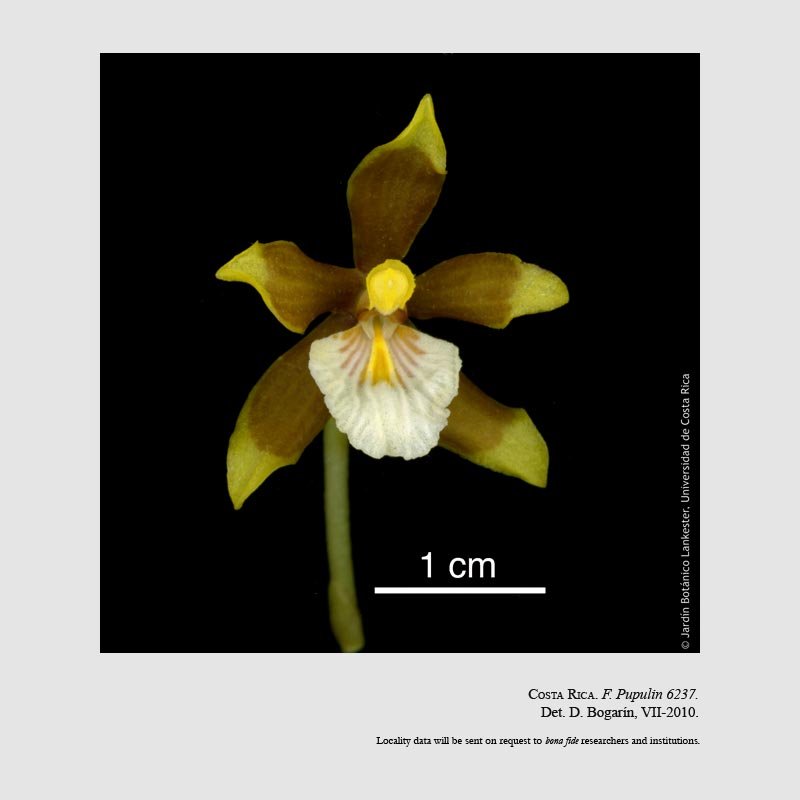 Cischweinfia donrafae