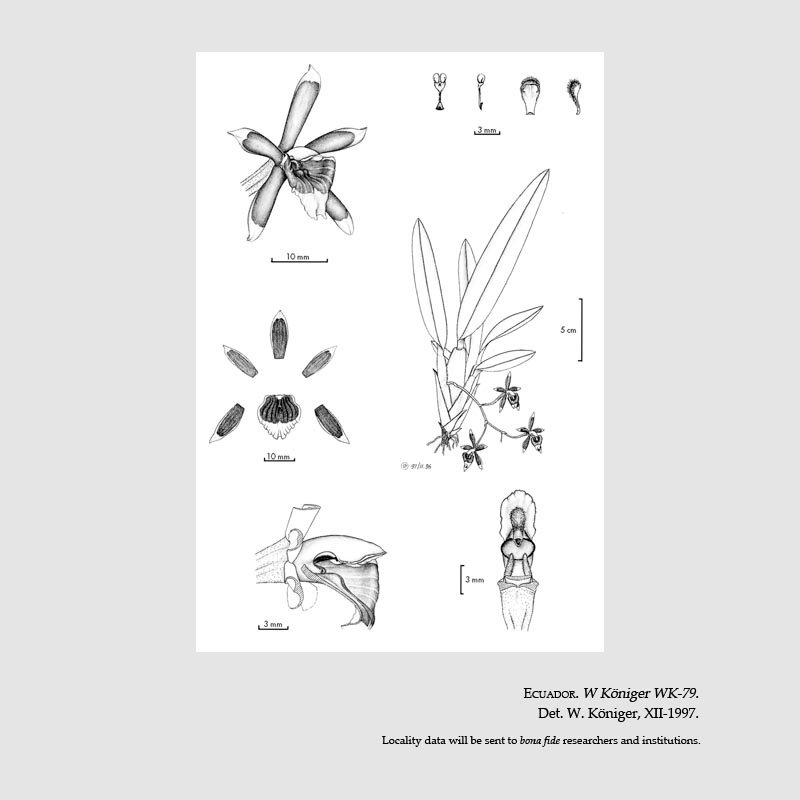 Cischweinfia popowiana